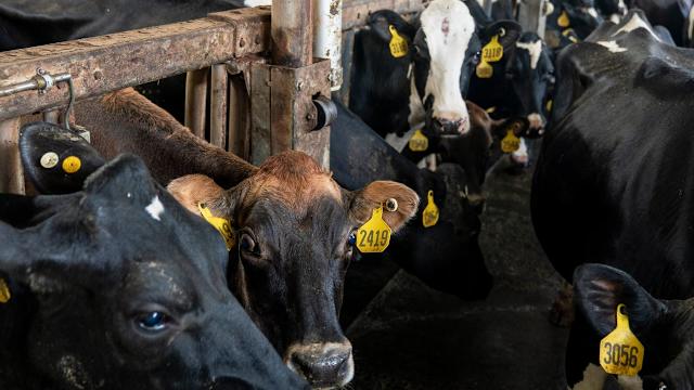 Trump's Tariff Reduction: Balancing Consumer Relief with Rancher Rights